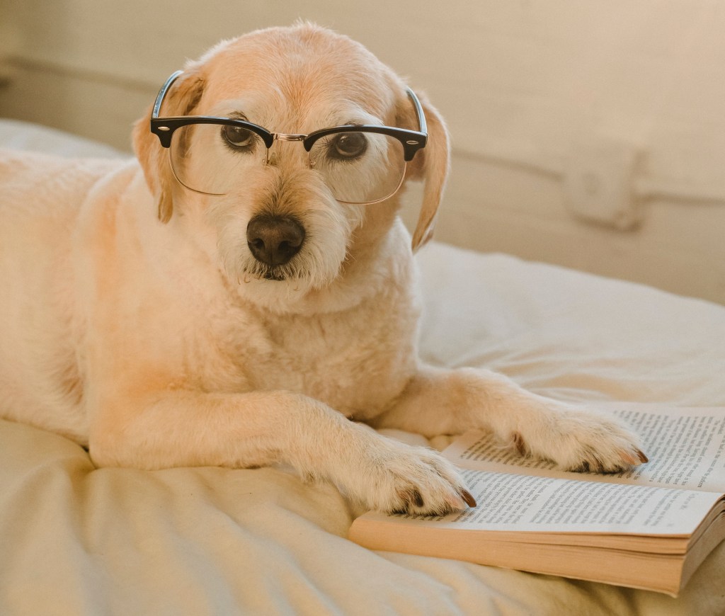 golden dog wearing glasses & looking at the camera with front paws on a book